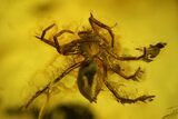 Fossil Fly (Diptera) and a Spider (Araneae) In Baltic Amber #150756-1